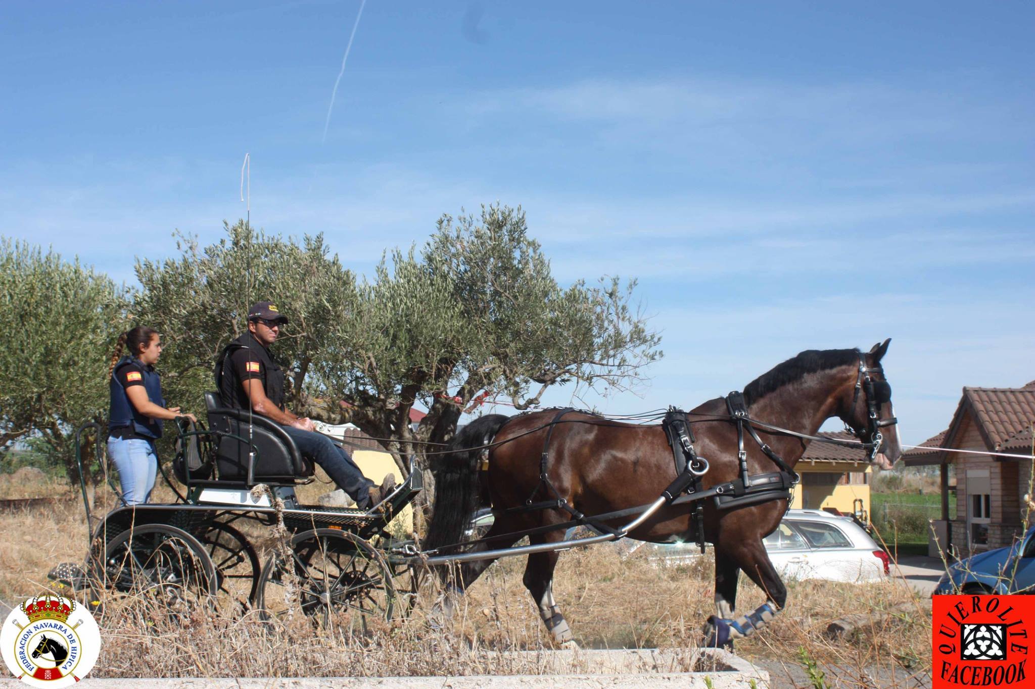 Olite acogió el Campeonato Navarro de Enganches